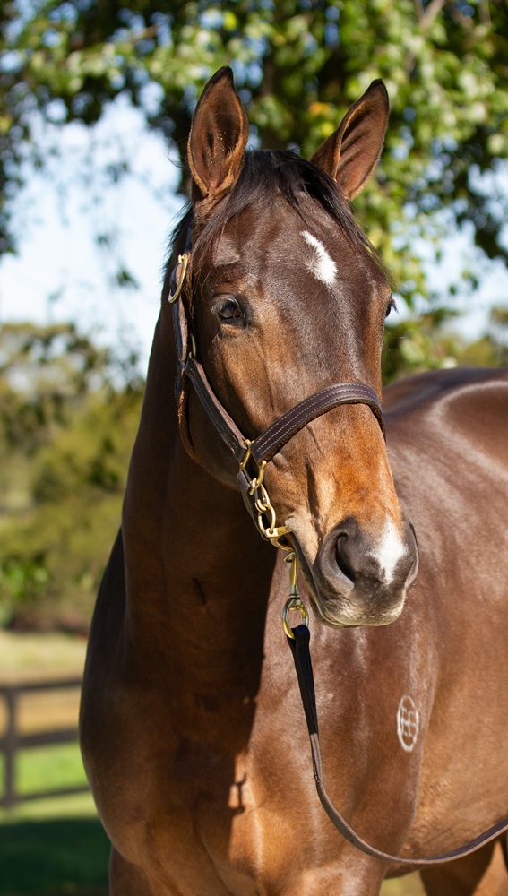 Star Witness (AUS) / Impulsive Liaison (AUS) 2024 Filly - Image 2
