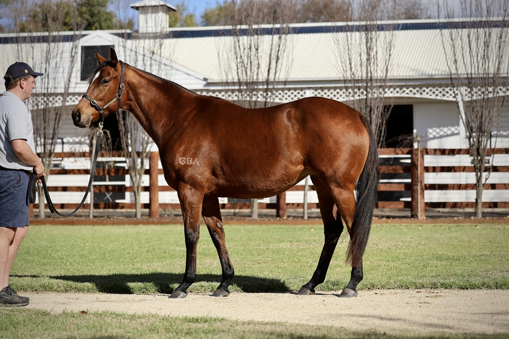 Holyrood Girl (AUS) - Image 1