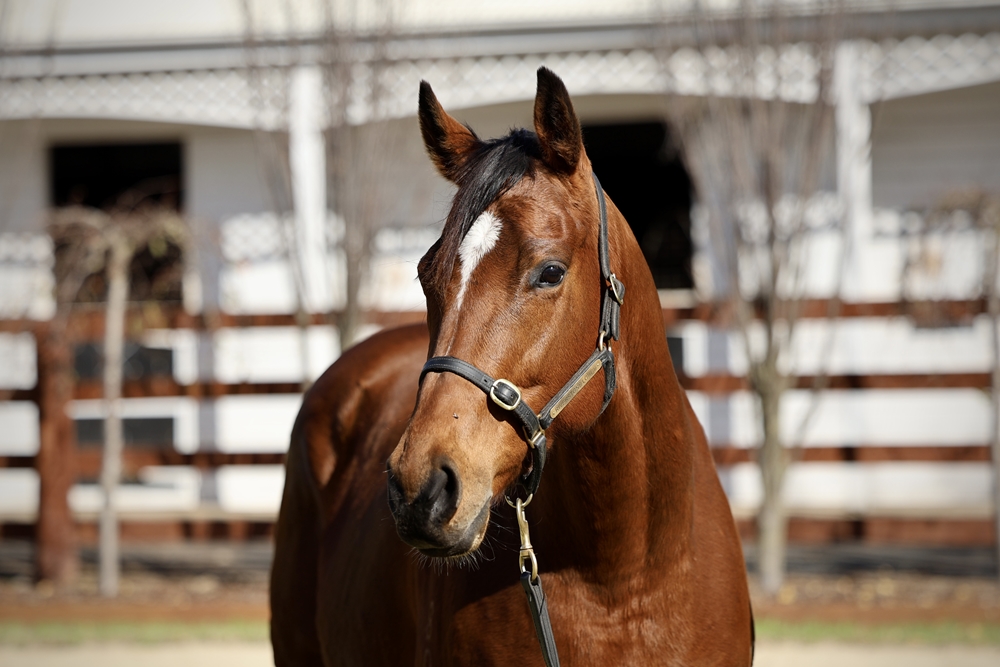Holyrood Girl (AUS) - Image 2