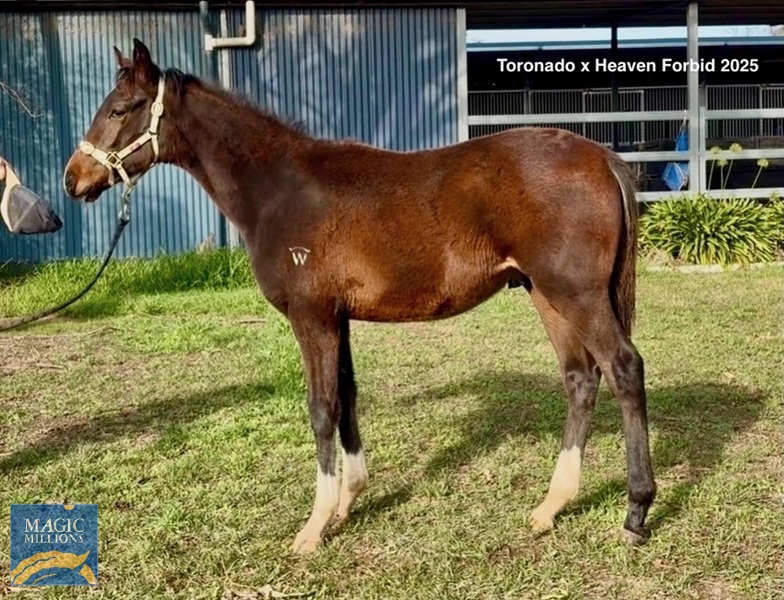 Toronado x Heaven Forbid.jpg - Image 3