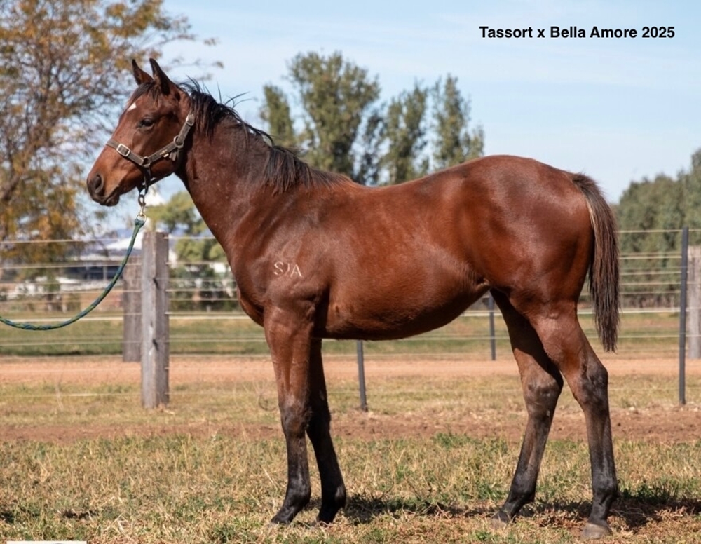 Bella Amore (AUS) - Image 1