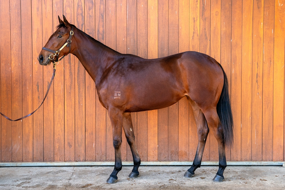 State of Rest (IRE) / Quachita (AUS) 2024 Filly - Image 1