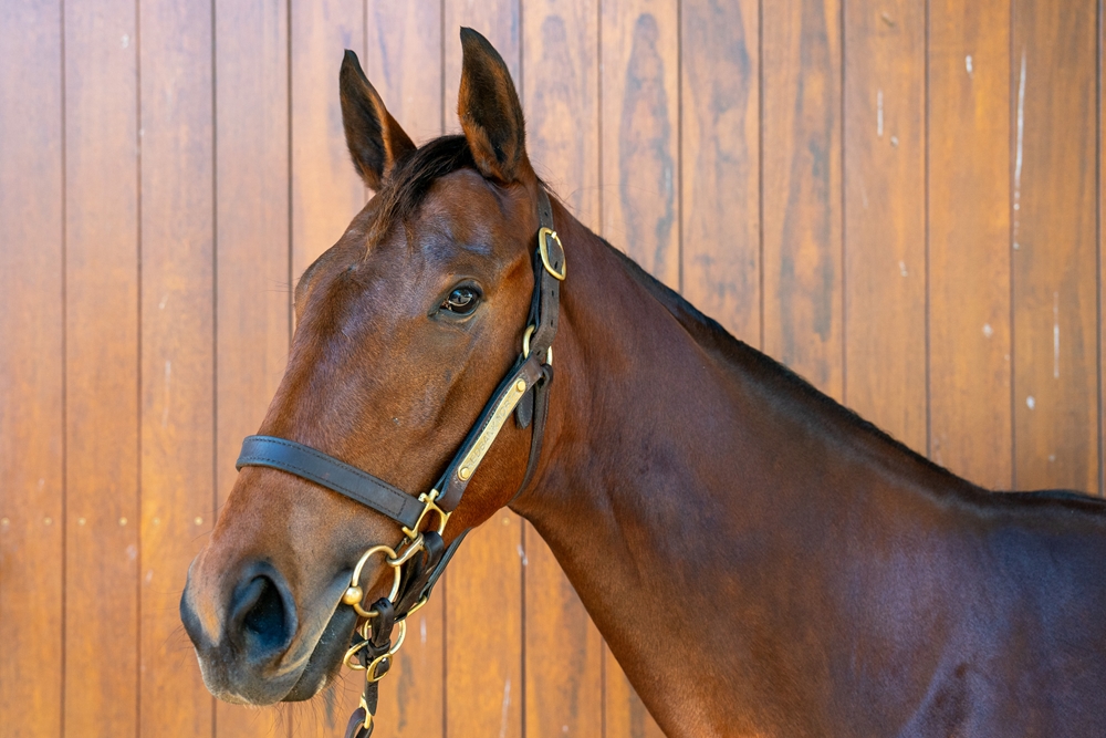 State of Rest (IRE) / Quachita (AUS) 2024 Filly - Image 2