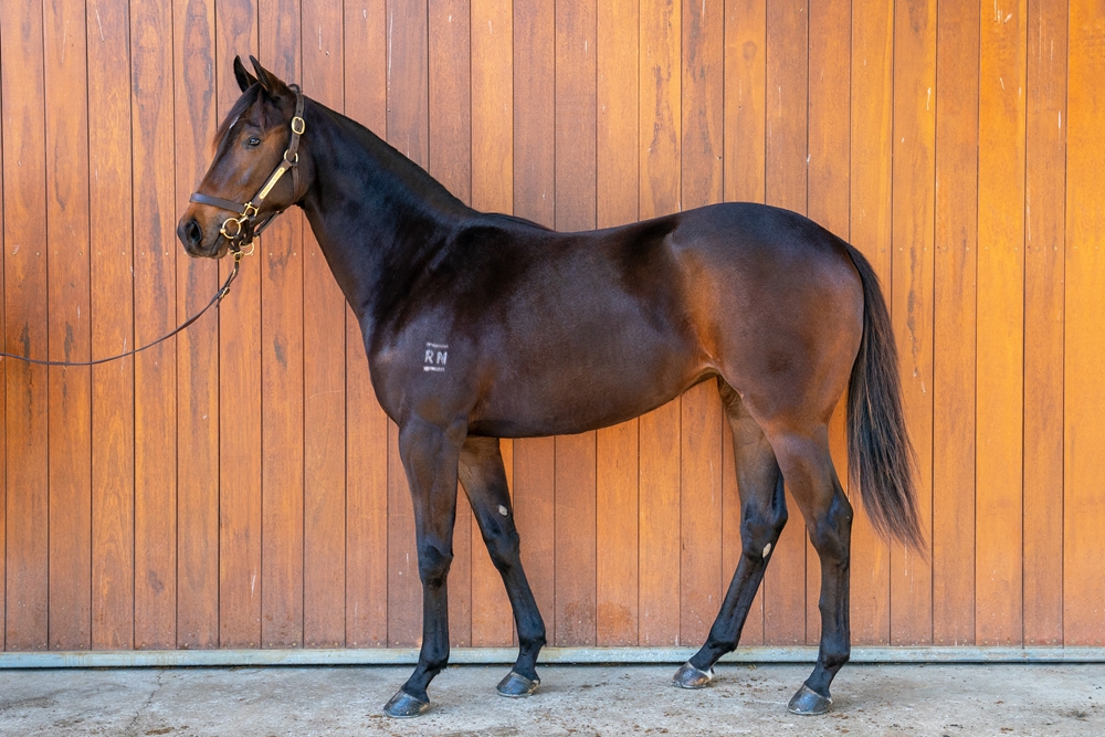Harry Angel (IRE) / Show Some Leg (AUS) 2024 Filly - Image 1