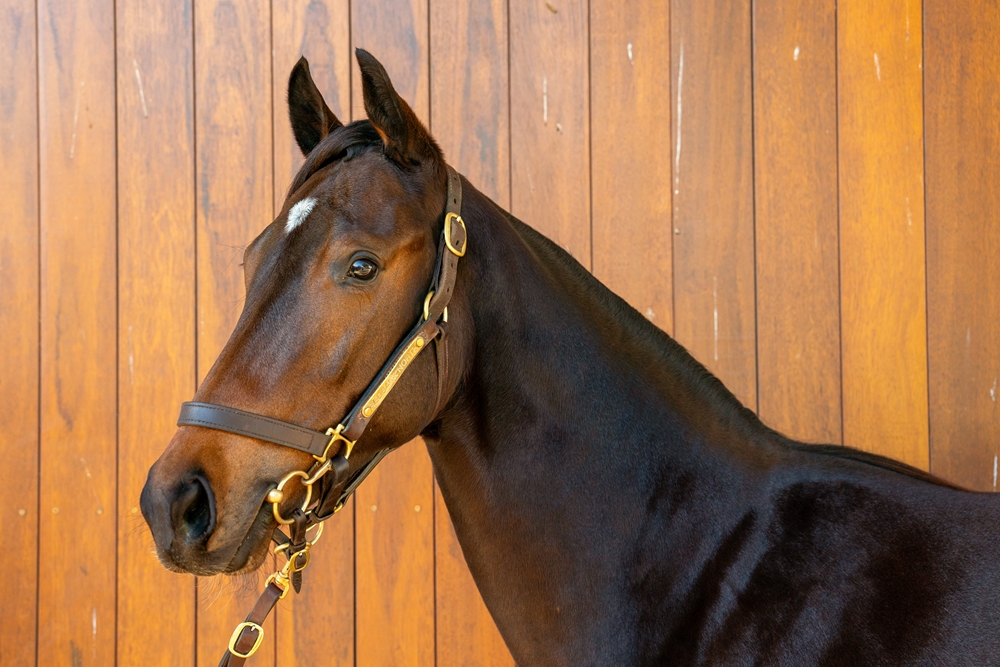 Harry Angel (IRE) / Show Some Leg (AUS) 2024 Filly - Image 2