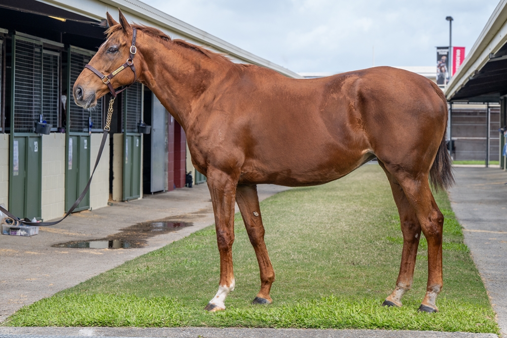 Moonlight Maid (AUS) - Image 1