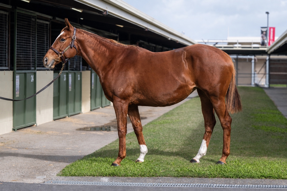Grande Rumore (GB) - Image 1