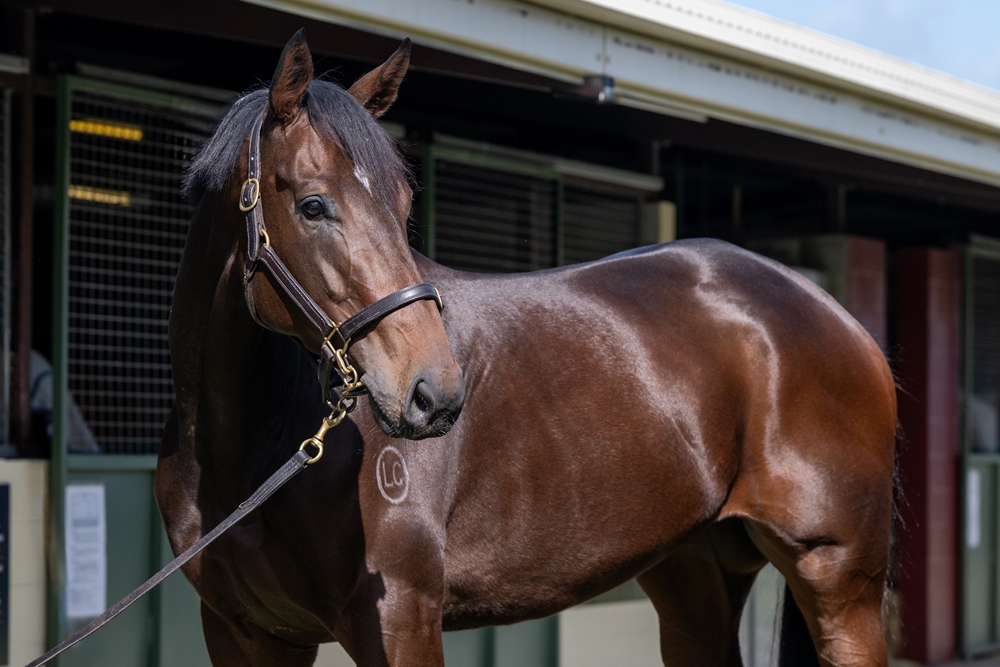 Privateer (AUS) - Image 2