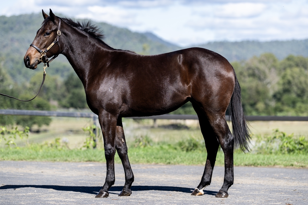 St Mark's Basilica (FR) / Lucky Wick (AUS) 2024 Filly - Image 1
