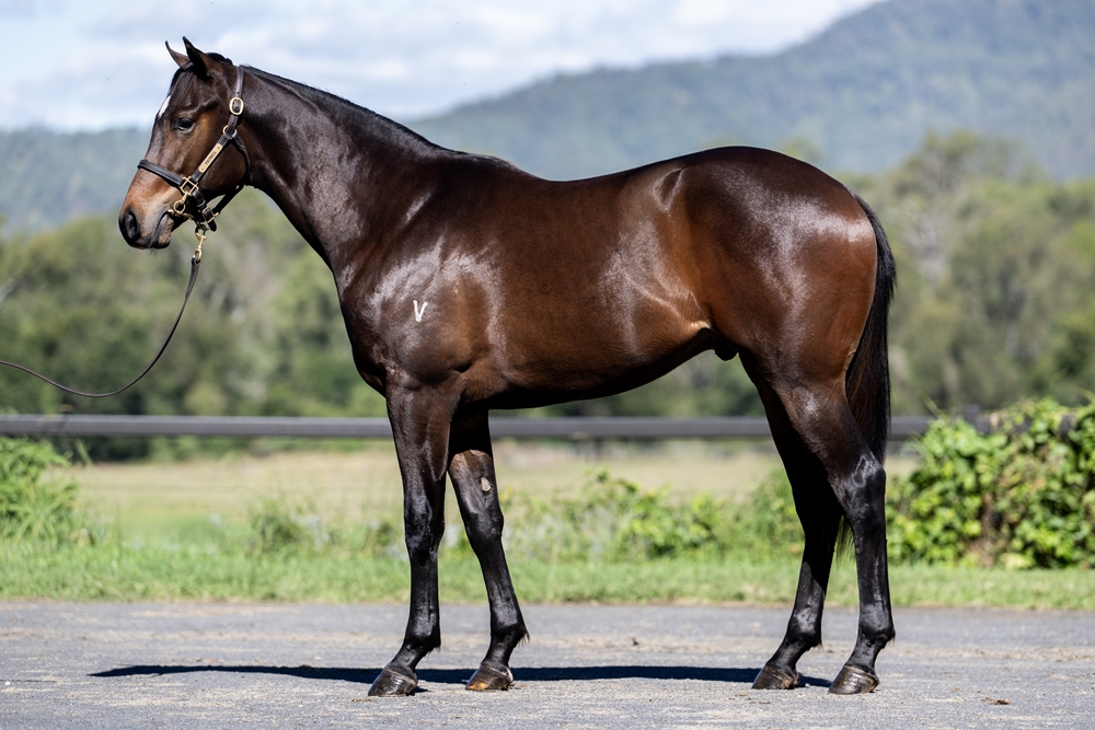 Artorius (AUS) / Luskin Lass (AUS) 2024 Colt - Image 1