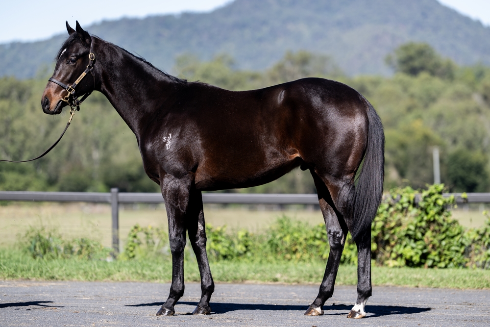 Russian Camelot (IRE) / Moriya (AUS) 2024 Colt - Image 1