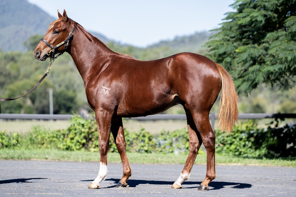 Stronger (AUS) / Seductive Dream (AUS) 2024 Colt - Image 1