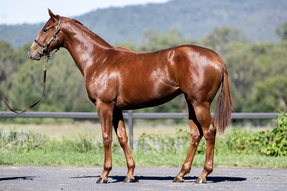 Supido (AUS) / Shorthand (AUS) 2024 Filly - Image 1