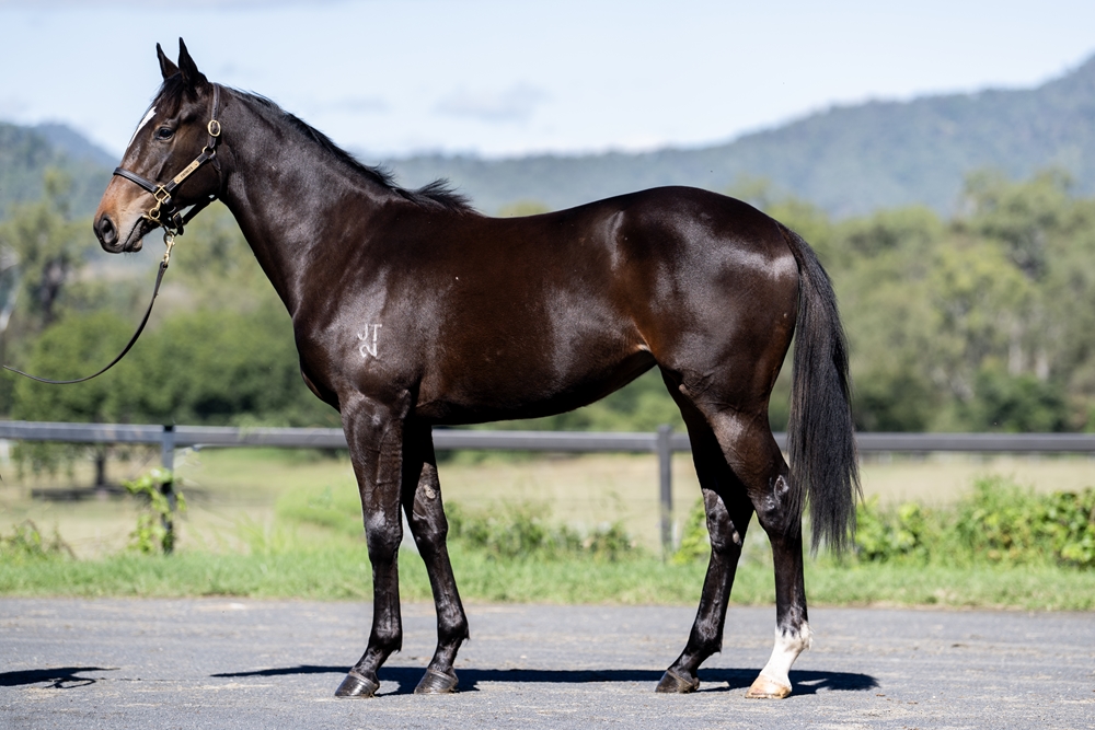Pierro (AUS) / Bay of Naples (AUS) 2024 Filly - Image 1