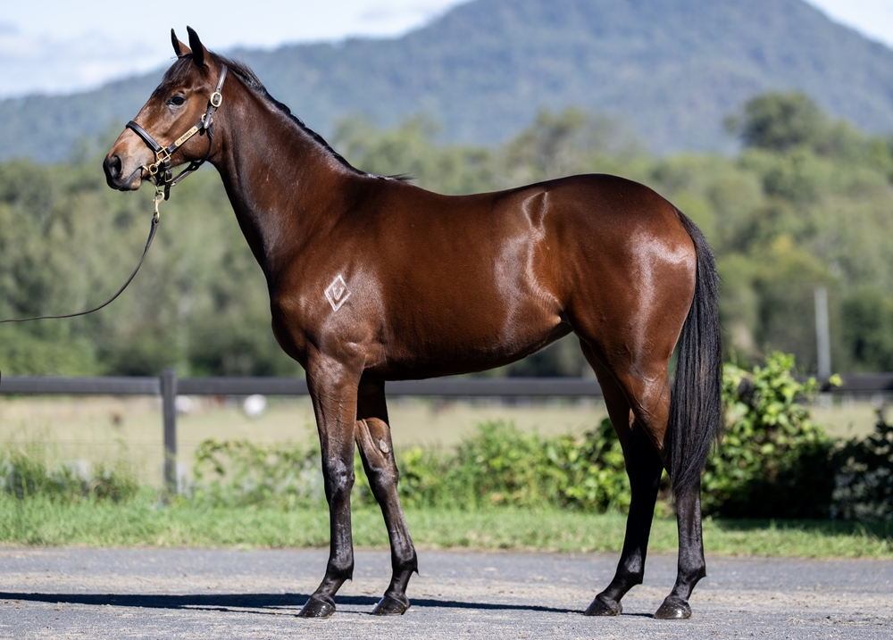 Farnan (AUS) / Bondi Blonde (AUS) 2024 Filly - Image 1