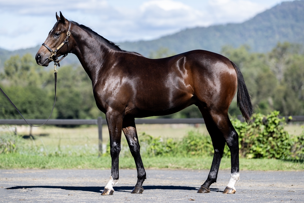 Dirty Work (AUS) / Casino Lass (AUS) 2024 Colt - Image 1