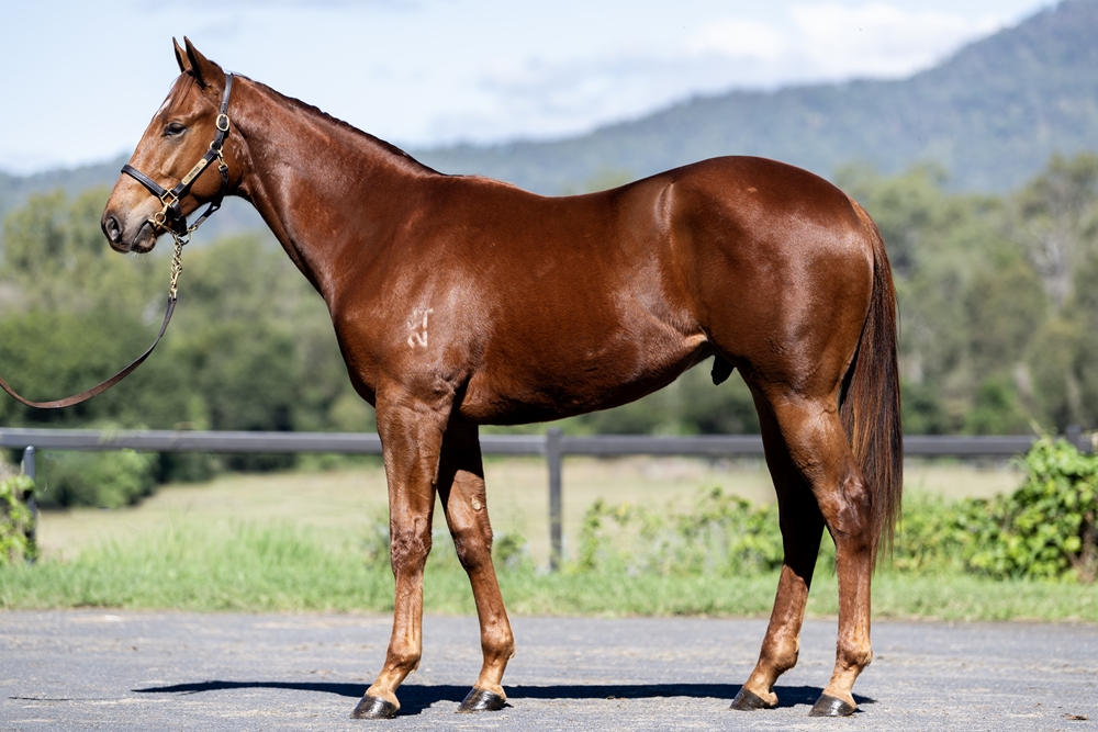 Profiteer (AUS) / Hayami (AUS) 2024 Colt - Image 1