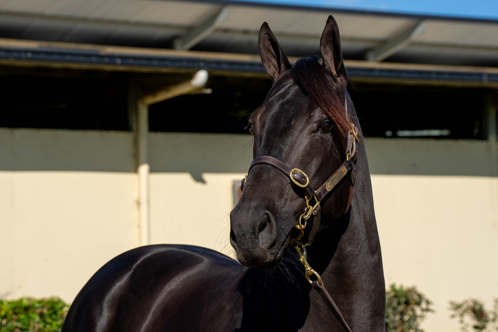 Wynette (AUS) - Image 2
