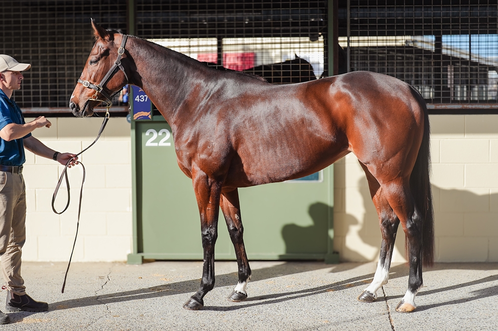 Bells of Steel (AUS) - Image 1