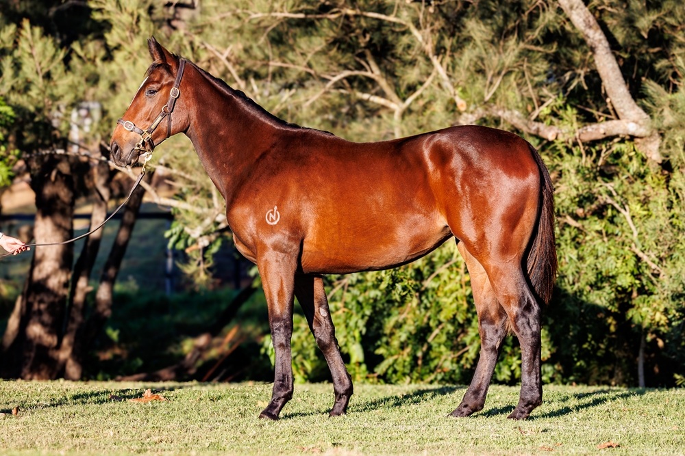 Trapeze Artist (AUS) / Came Around (AUS) 2024 Filly - Image 1