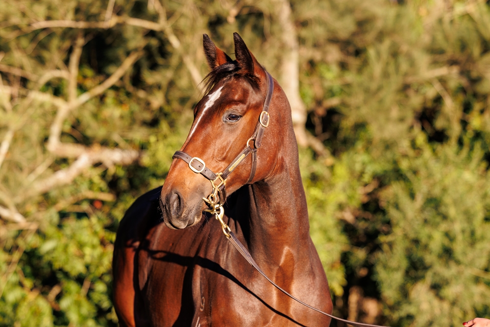 Trapeze Artist (AUS) / Came Around (AUS) 2024 Filly - Image 2