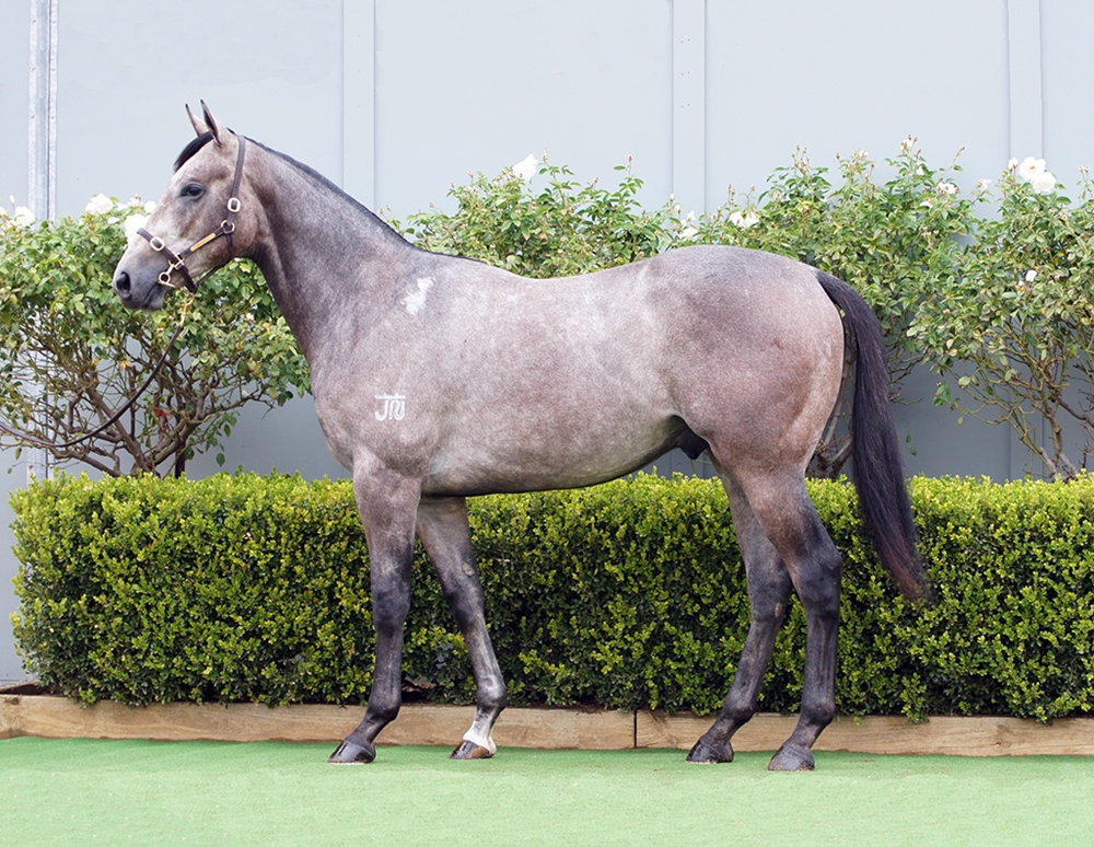 D'Argento (AUS) / Linden (AUS) 2024 Colt - Image 1