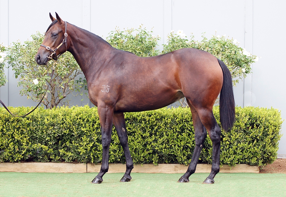 Best of Bordeaux (AUS) / Oojooba (AUS) 2024 Filly - Image 1