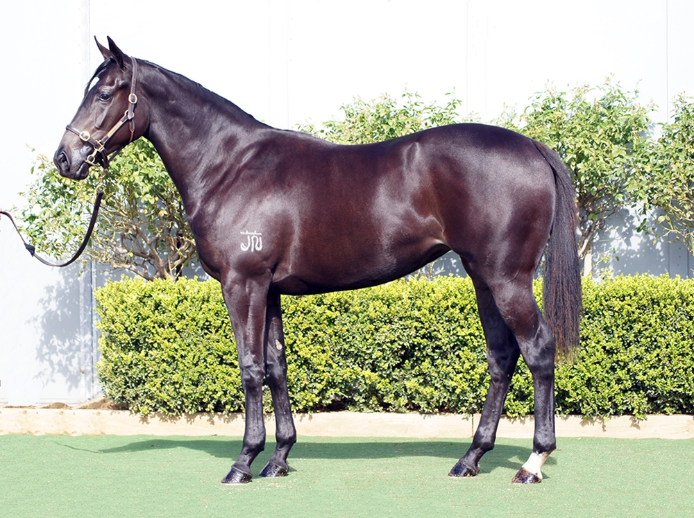 D'Argento (AUS) / Queen Street Boss (AUS) 2024 Filly - Image 1