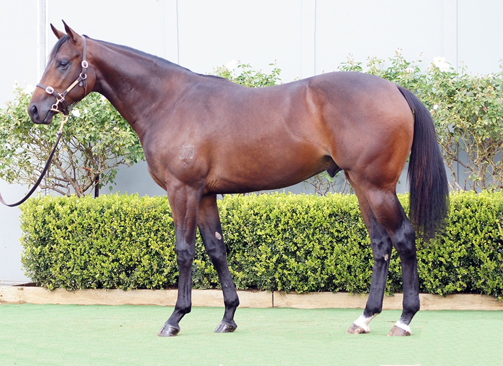 D'Argento (AUS) / Read My Stars (AUS) 2024 Colt - Image 1