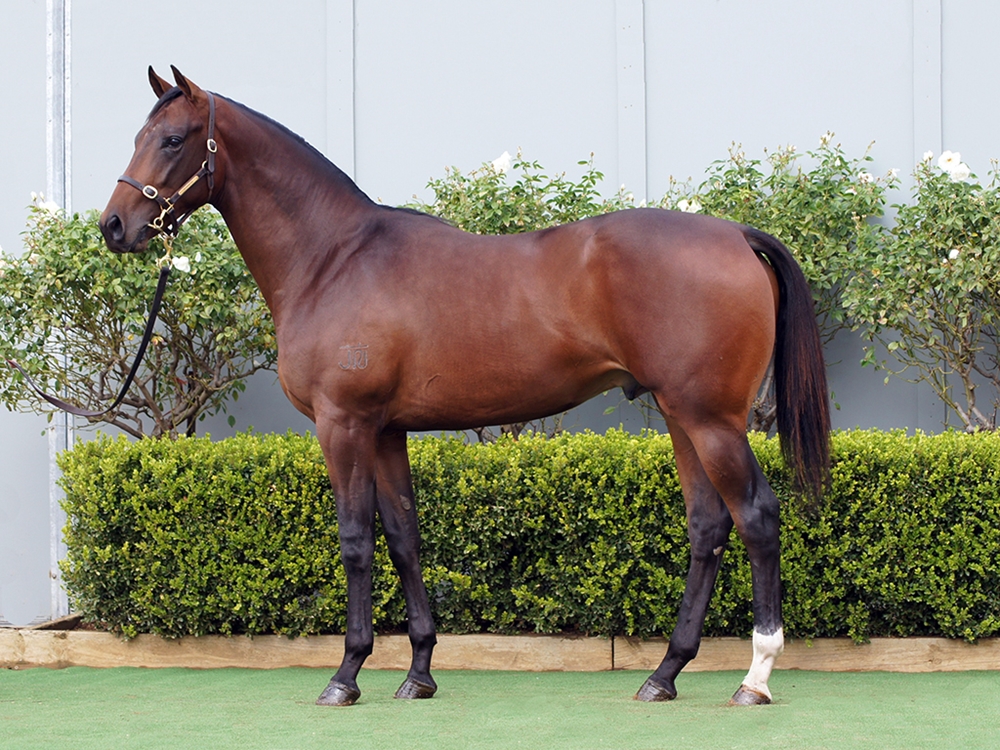 Peltzer (AUS) / Sarah Elizabeth (AUS) 2024 Colt - Image 1