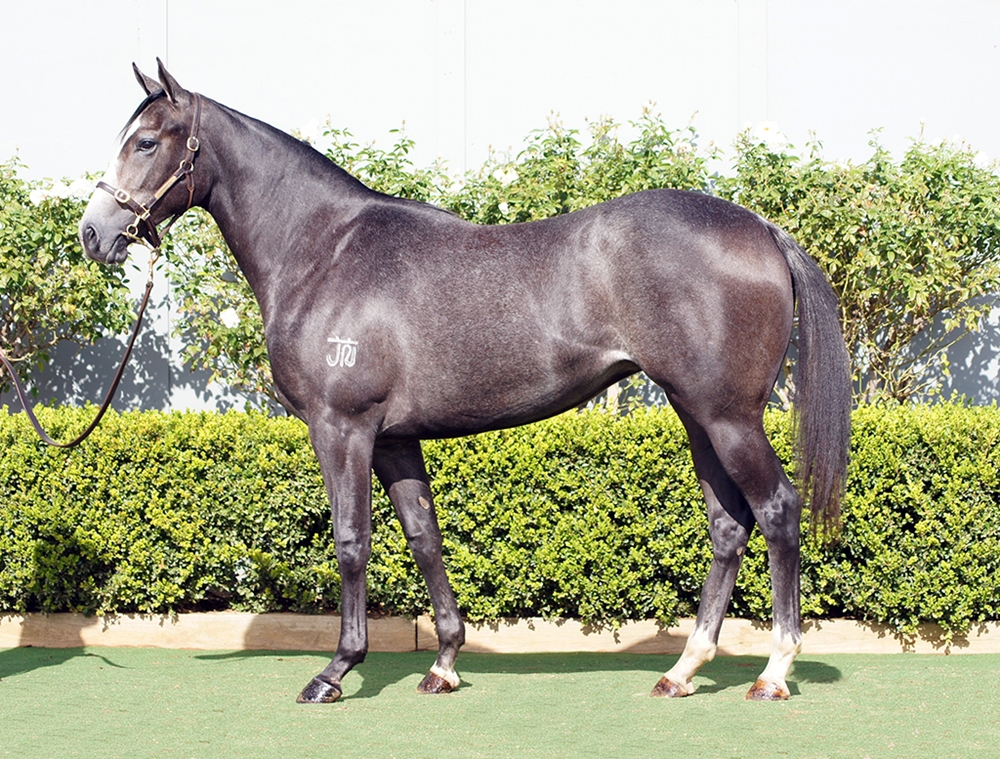 D'Argento (AUS) / Spiced Delight (AUS) 2024 Filly - Image 1