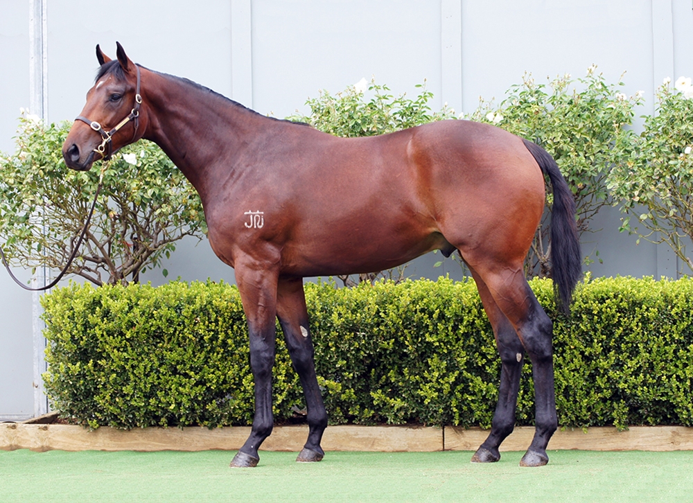 Tassort (AUS) / Tavivalley (NZ) 2024 Colt - Image 1