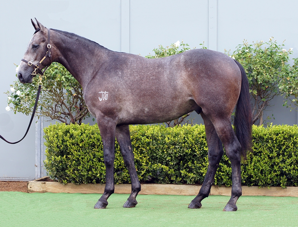 D'Argento (AUS) / Wanted Diva (AUS) 2024 Colt - Image 1