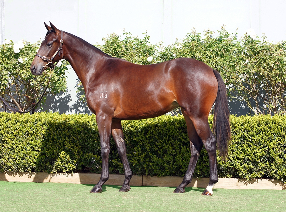 Diatonic (JPN) / Abr Al Hudood (JPN) 2024 Filly - Image 1