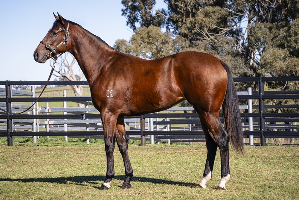D'Argento (AUS) / Absolutely Panda's (AUS) 2024 Filly - Image 1