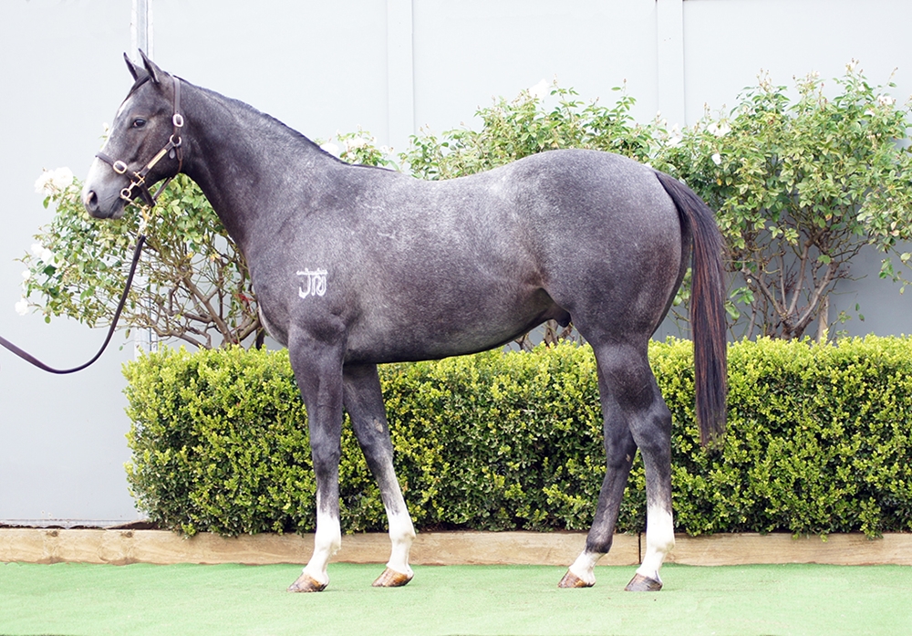 D'Argento (AUS) / Atalanta Miss (AUS) 2024 Colt - Image 1