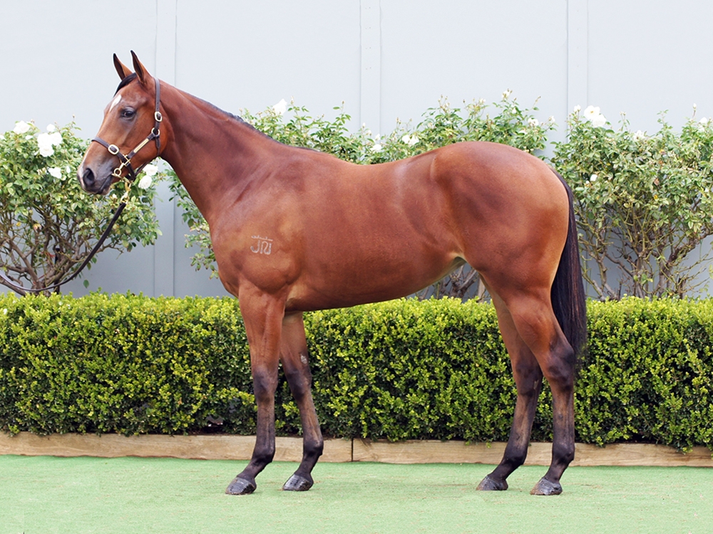D'Argento (AUS) / Cosmology (AUS) 2024 Filly - Image 1