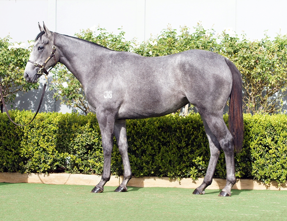 D'Argento (AUS) / Deep Value (AUS) 2024 Filly - Image 1