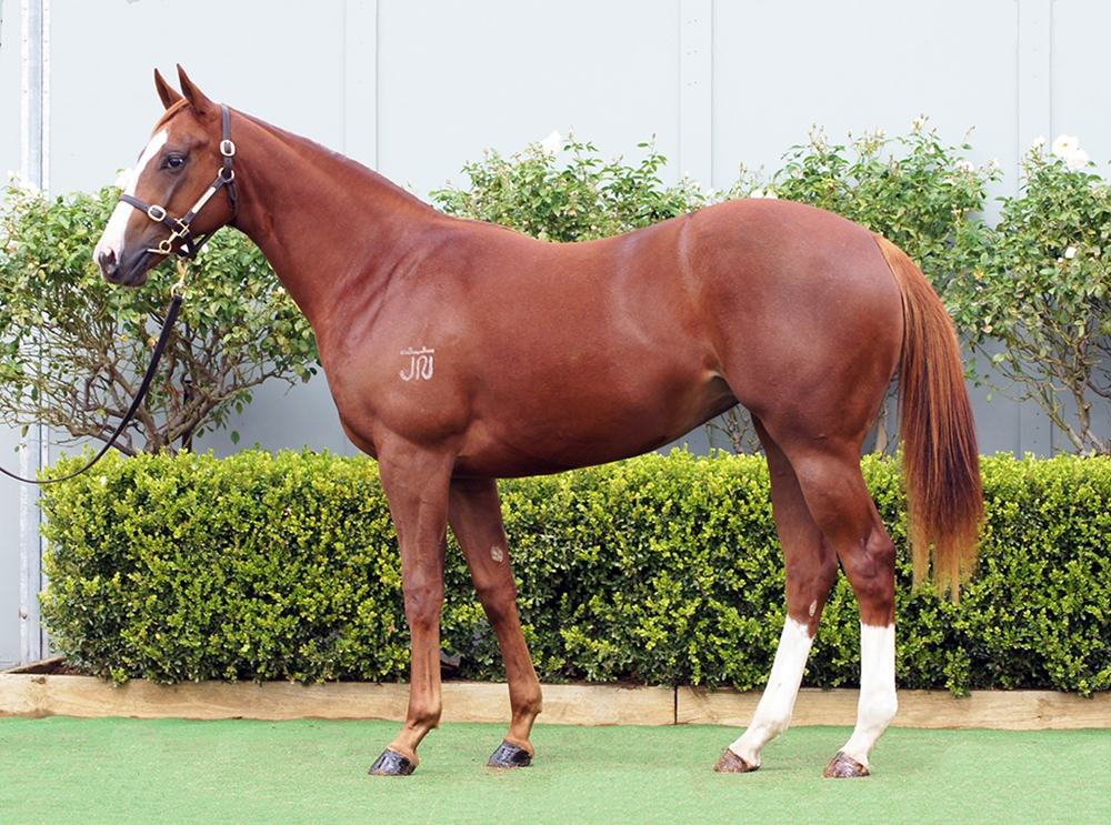 Best of Bordeaux (AUS) / Gatsby's Girl (AUS) 2024 Filly - Image 1