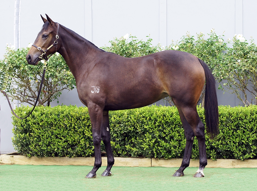 Daumier (AUS) / High Tango (AUS) 2024 Filly - Image 1