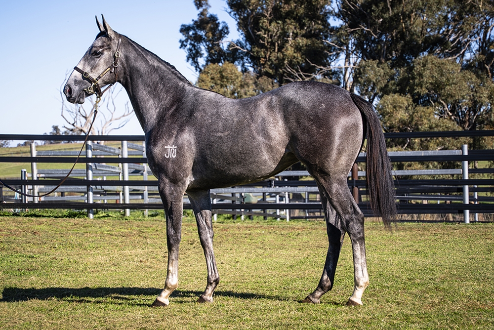 D'Argento (AUS) / Rock on Zariz (AUS) 2024 Filly - Image 1