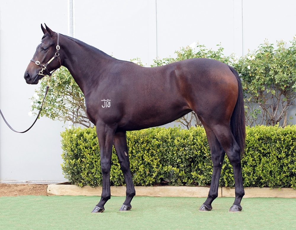 D'Argento (AUS) / Corsa Rosa (AUS) 2024 Filly - Image 1