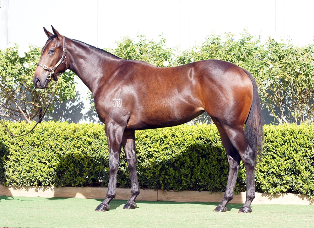 D'Argento (AUS) / Eastern Breeze (AUS) 2024 Filly - Image 1