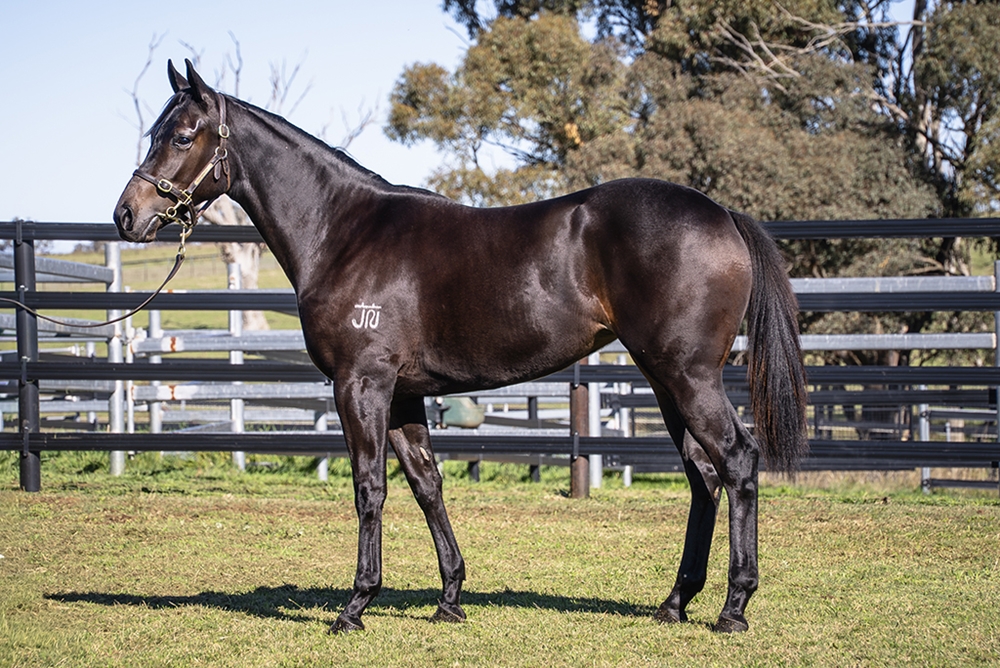 Daumier (AUS) / Girl You Want (NZ) 2024 Filly - Image 1