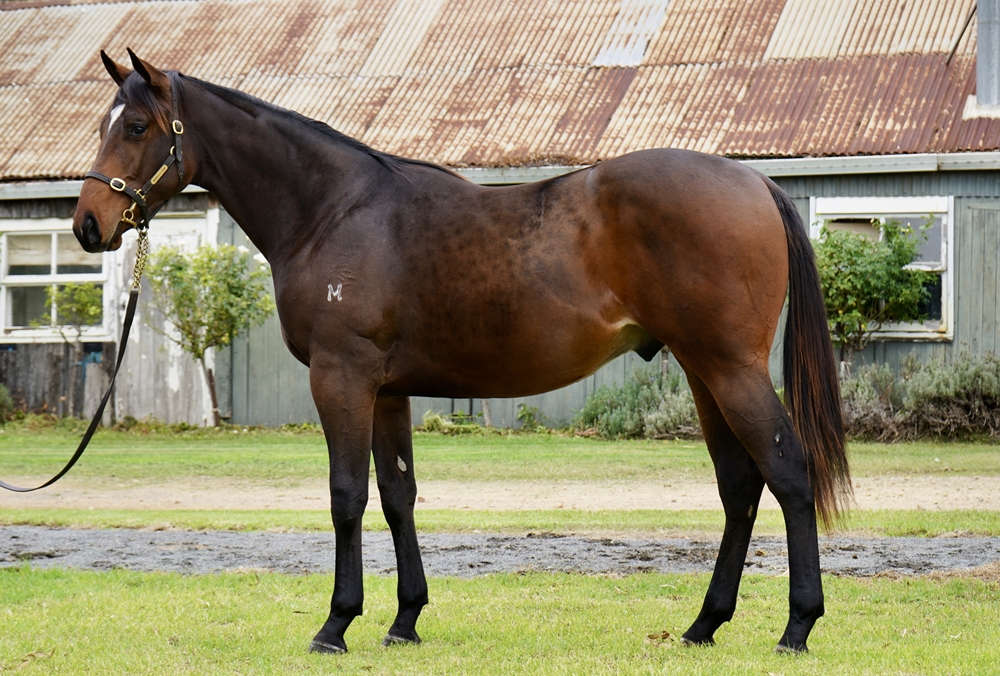 Ellsberg (AUS) / Kootaloo (AUS) 2024 Colt - Image 1