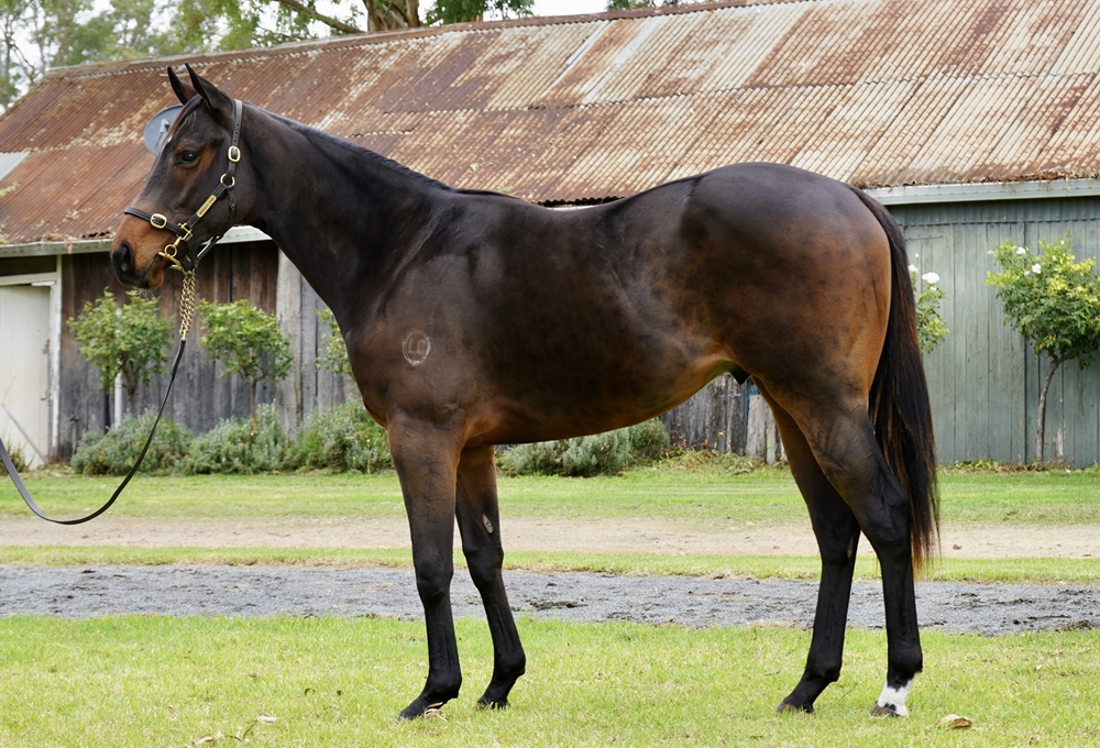 Capitalist (AUS) / Lugnaquilla (AUS) 2024 Colt - Image 1