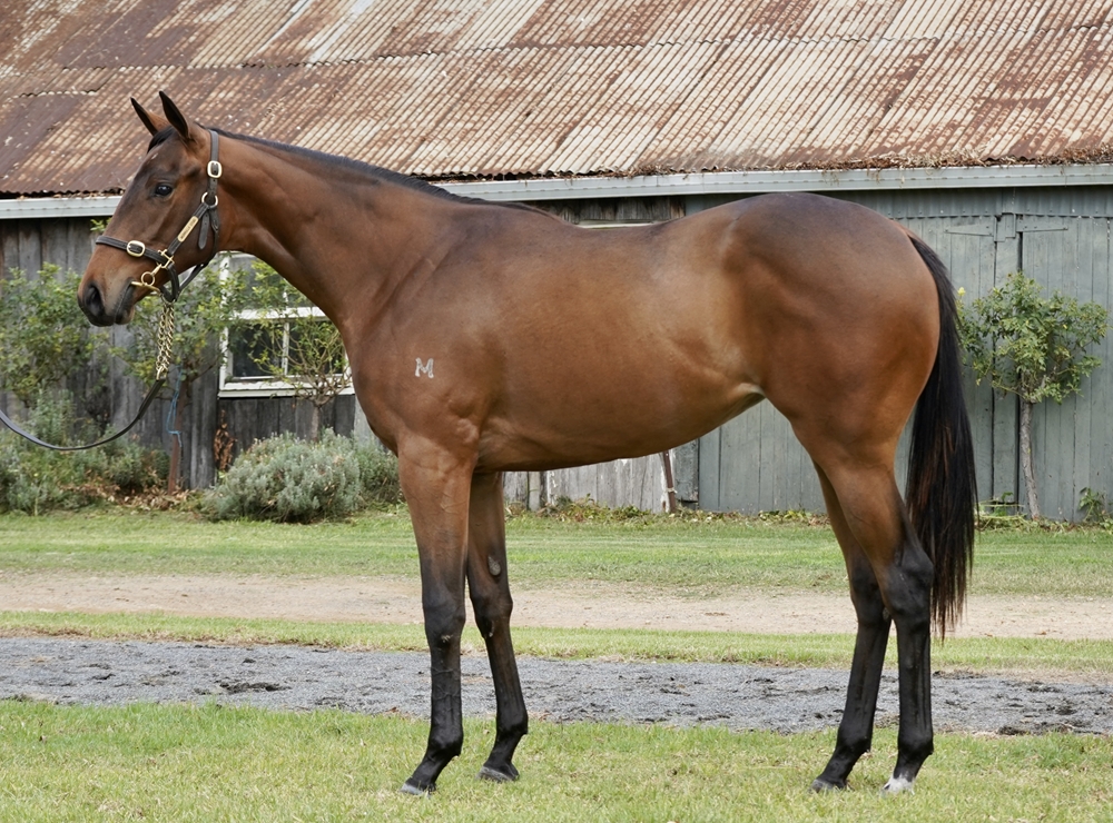Written By (AUS) / Pretty Snitzel (AUS) 2024 Filly - Image 1