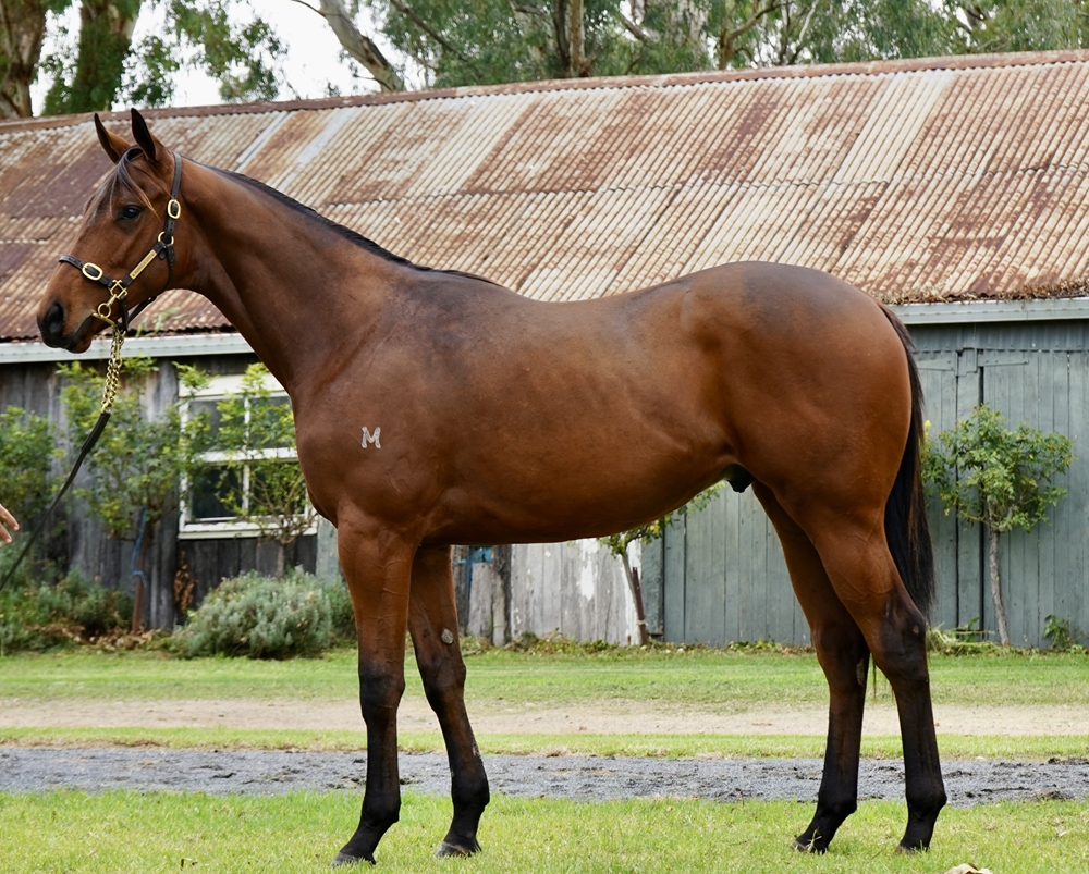 Written By (AUS) / Solar Burst (AUS) 2024 Colt - Image 1