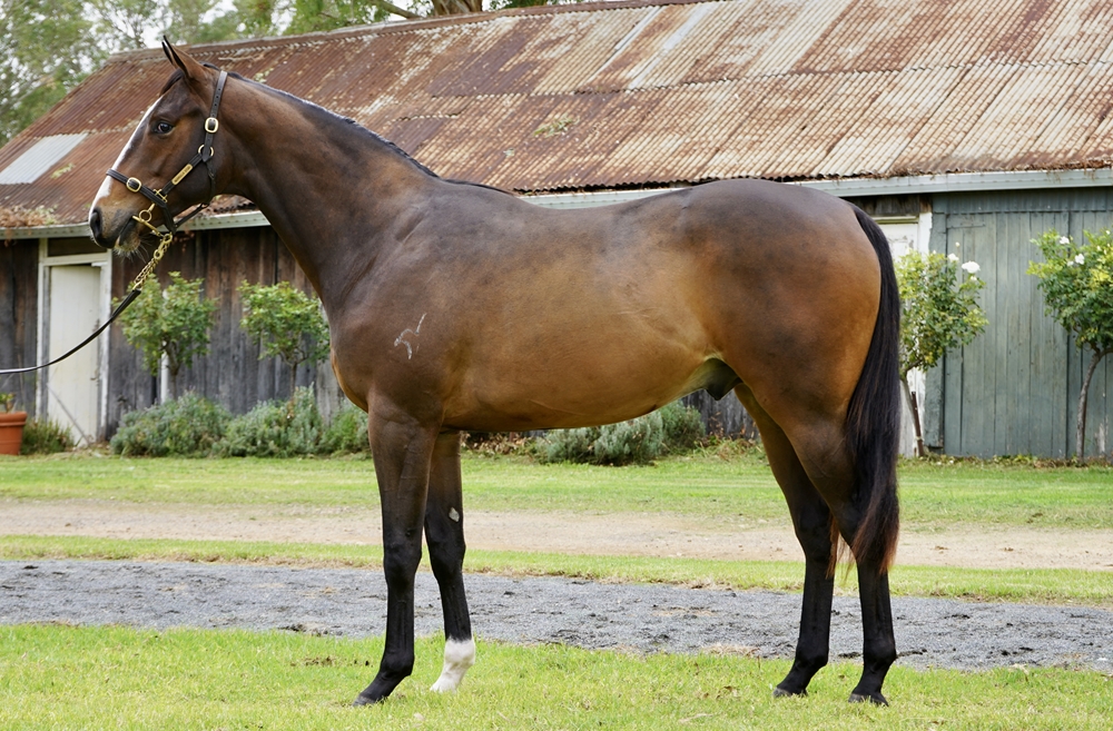 Better Than Ready (AUS) / Ambar (AUS) 2024 Colt - Image 1