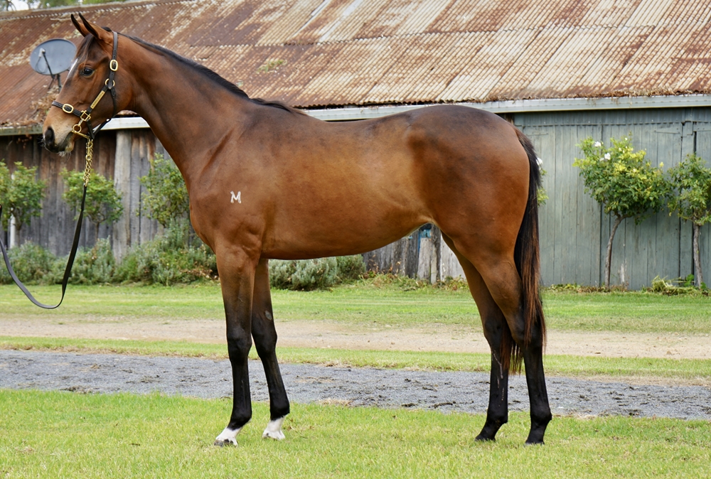 Bivouac (AUS) / Inside Line (AUS) 2024 Filly - Image 1